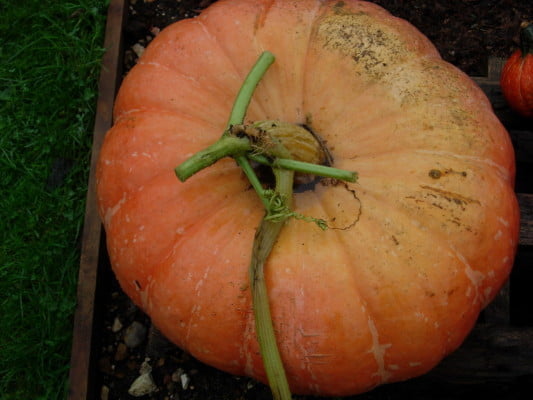 Large orange pumpkin