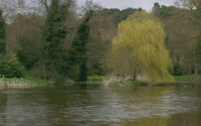 River with trees surrounding