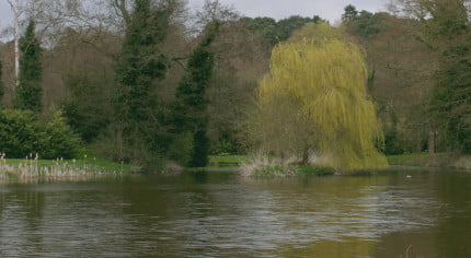 River with trees surrounding