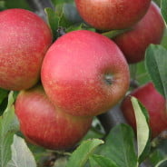 Red apples on tree.