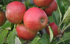 Red apples on tree.