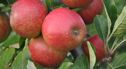 Red apples on tree.