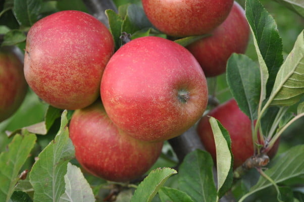 Red apples on tree.