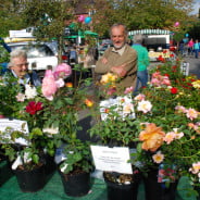 Roses in plant pots on a market stall. Stallholders in background.