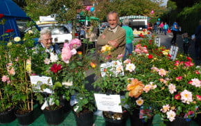 Roses in plant pots on a market stall. Stallholders in background.
