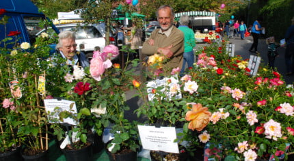 Roses in plant pots on a market stall. Stallholders in background.