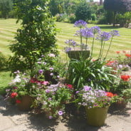 colourful plants in pots on a patio, grass in background.