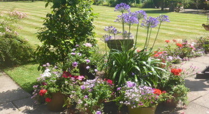 colourful plants in pots on a patio, grass in background.