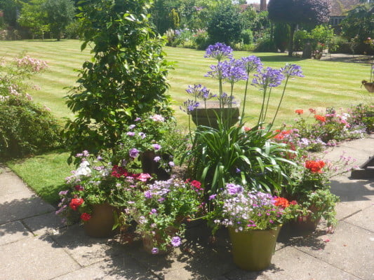 colourful plants in pots on a patio, grass in background.