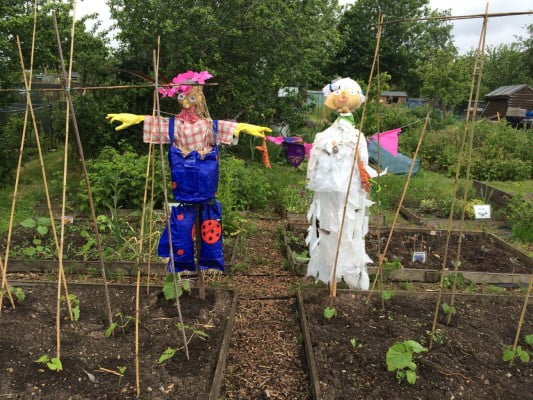 Two scarecrows in middle of allotment.