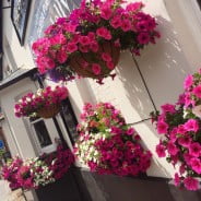 pink purple and white flowers in hanging baskets