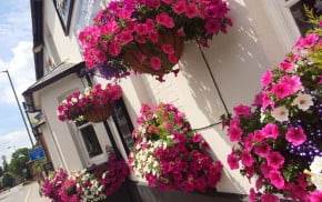 pink purple and white flowers in hanging baskets