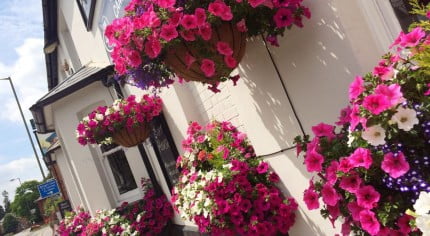 pink purple and white flowers in hanging baskets