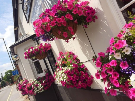 pink purple and white flowers in hanging baskets