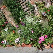 colourful plants in pots on a patio, red brick wall in background.