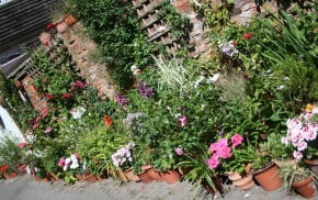 colourful plants in pots on a patio, red brick wall in background.