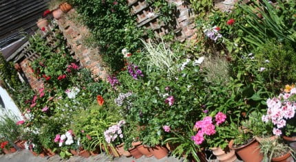 colourful plants in pots on a patio, red brick wall in background.