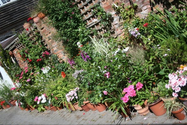 colourful plants in pots on a patio, red brick wall in background.