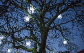 Christmas lights in a tree