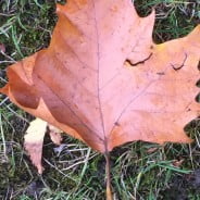Brown autumn leaf on grass