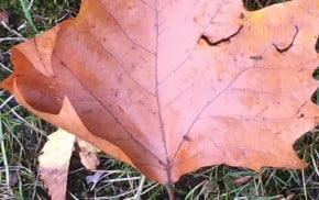 Brown autumn leaf on grass