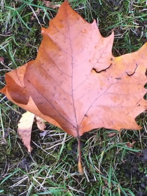 Brown autumn leaf on grass