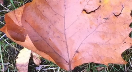 Brown autumn leaf on grass