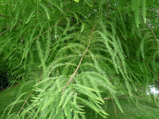 Dawn redwood (Metasequoia glyostroboides), Gostrey meadow (2) copyright Peter Bridgeman
