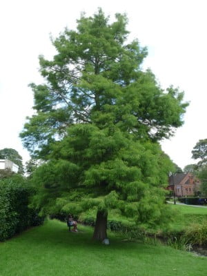 Dawn redwood (Metasequoia glyostroboides), Gostrey meadow copyright Peter Bridgeman