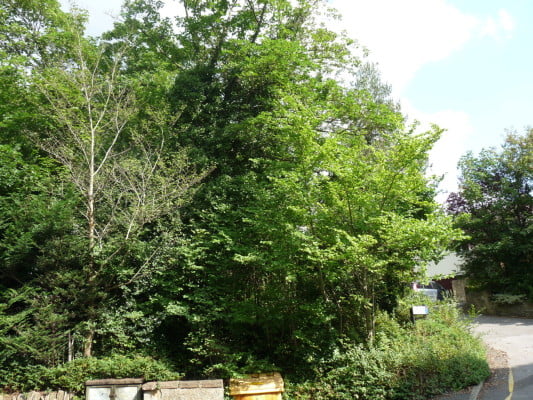 English Elm (Ulmus procera) copyright Peter Bridgeman