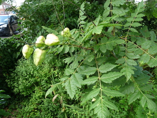 Golden Rain Treet or Pride of India (Koelreuteria paniculuta) copyright Peter Bridgeman