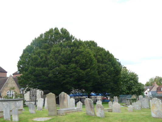 Hornbeam, St Andrew's Churchyard (Carpinus betulus) copyright Peter Bridgeman