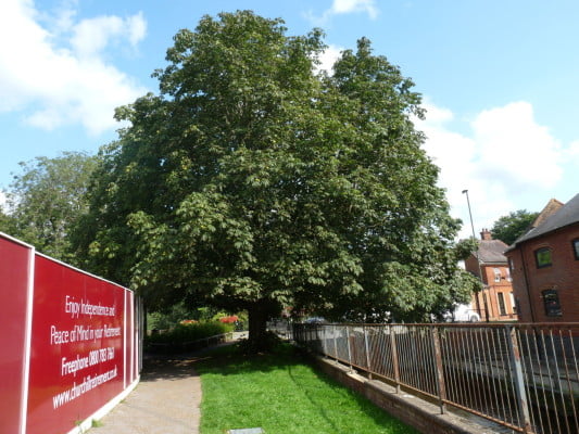 Horse chestnut tree (Aesculus hippocastanum), Longbridge copyright Peter Bridgeman