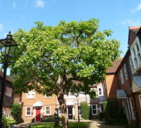 Indian bean tree (capalpa bignoniodes), Borrelli Yard copyright Peter Bridgeman