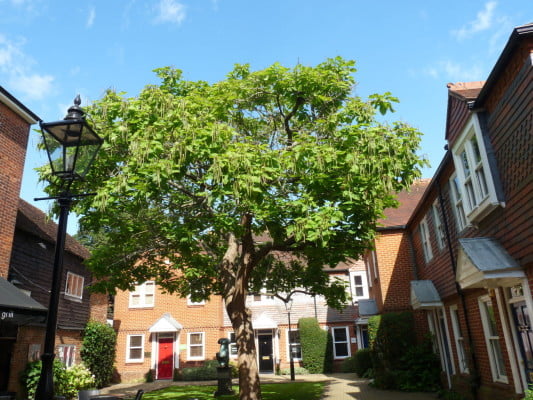 Indian bean tree (capalpa bignoniodes), Borrelli Yard copyright Peter Bridgeman