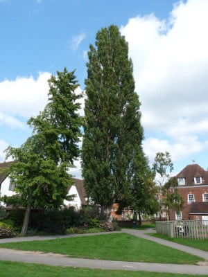 Lombardy Poplar (Populus nigra ‘Italica’) copyright Peter Bridgeman