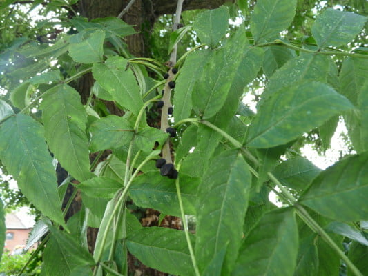 Ash (Fraxinus excelsior) copyright Peter Bridgeman