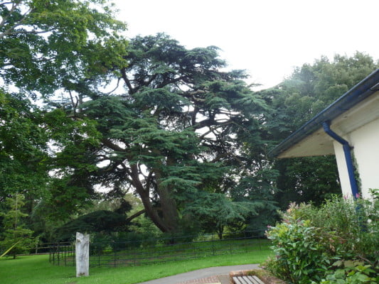 Cedar of Lebanon (Cedrus libani) copyright Peter Bridgeman
