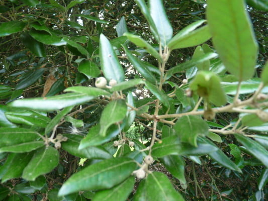 Evergreen or Holm Oak (Quercus ilex) copyright Peter Bridgeman