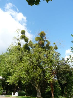 Mistletoe (Viscum album) copyright Peter Bridgeman