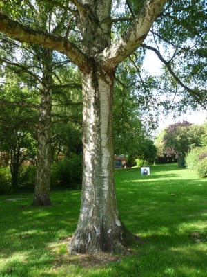 Silver Birch (Betula pendula) copyright Peter Bridgeman