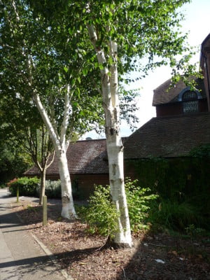 Himalayan Birch (Betula pendula) copyright Peter Bridgeman