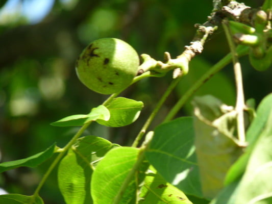 Walnut (Juglans regia) copyright Peter Bridgeman