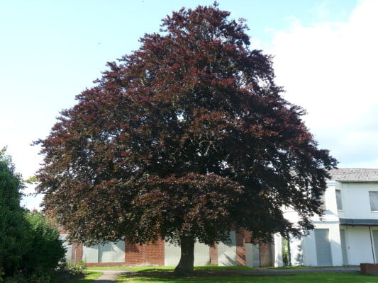 Purple Beech (Fagus sylvatica ‘Riversii’) copyright Peter Bridgeman