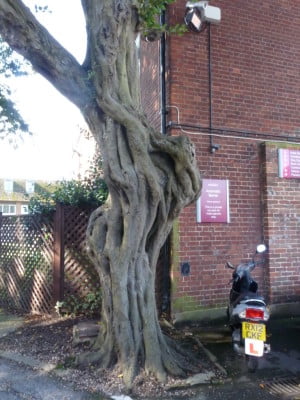 Hornbeam copyright Peter Bridgeman