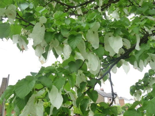 Paper handkerchief tree Arboreta copyright Peter Bridgeman