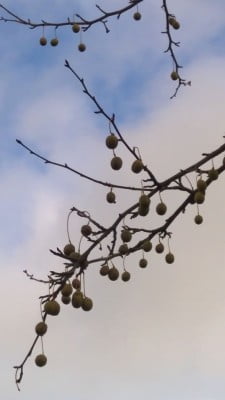 Paper handkerchief tree fruit copyright FTC