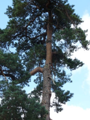 Scotts pine (Pinus sylvestris), Firgrove Hill copyright Peter Bridgeman