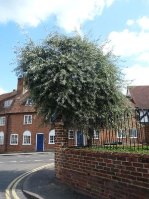 Weeping, willow-leaved or Silver Pear (Pyrus salicifolia), Bridge Square copyright Peter Bridgeman