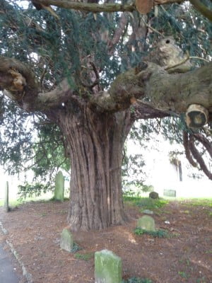 Yew (Taxus baccata), St Andrew's churchyard copyright Peter Bridgeman
